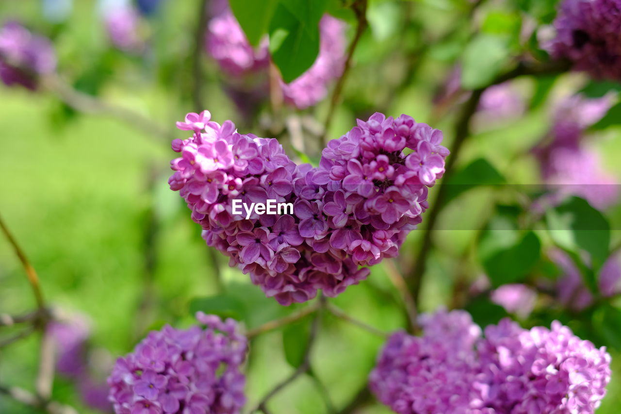 CLOSE-UP OF PINK FLOWERING PLANTS