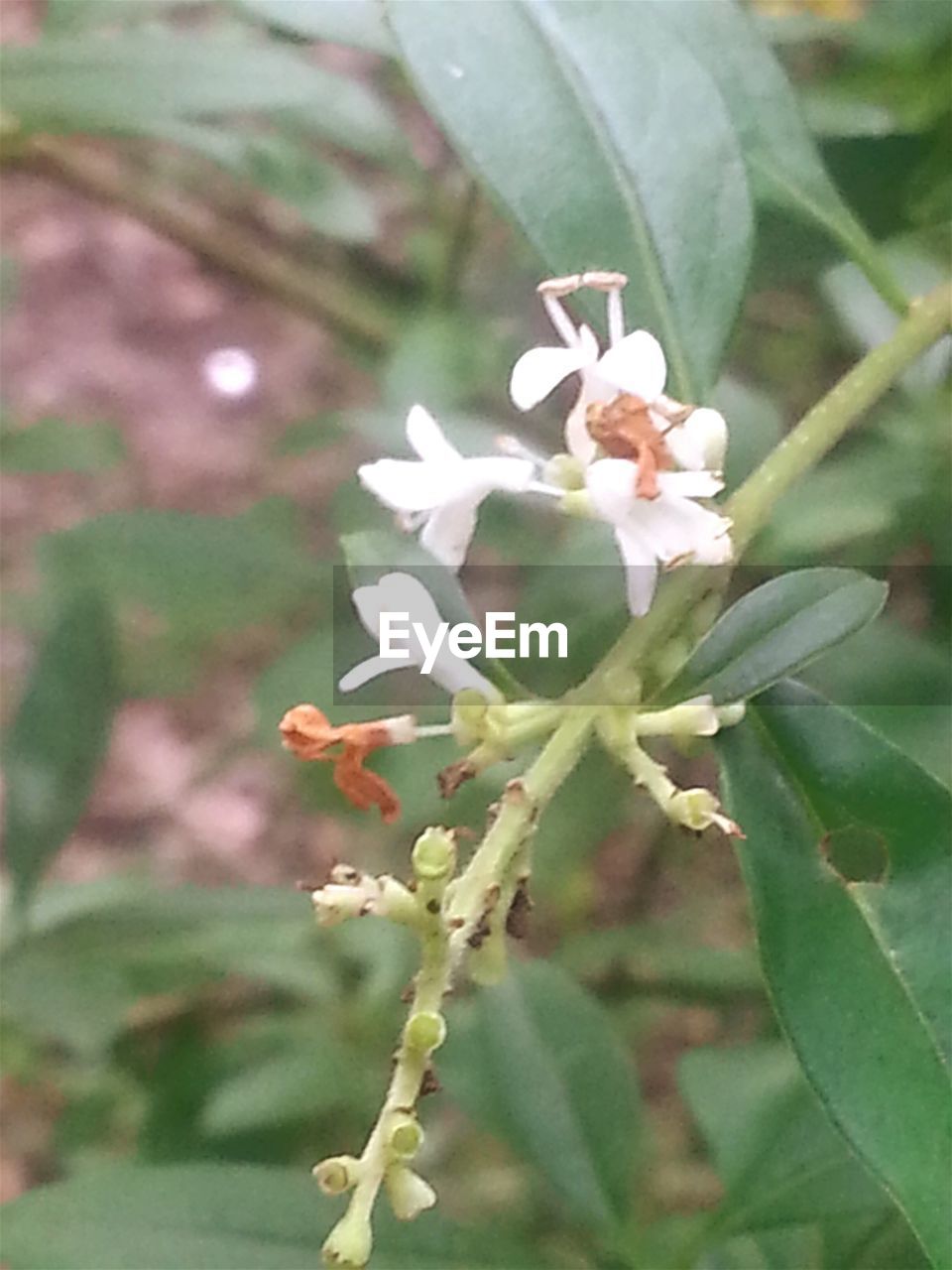 CLOSE-UP OF WHITE FLOWERS BLOOMING IN PARK