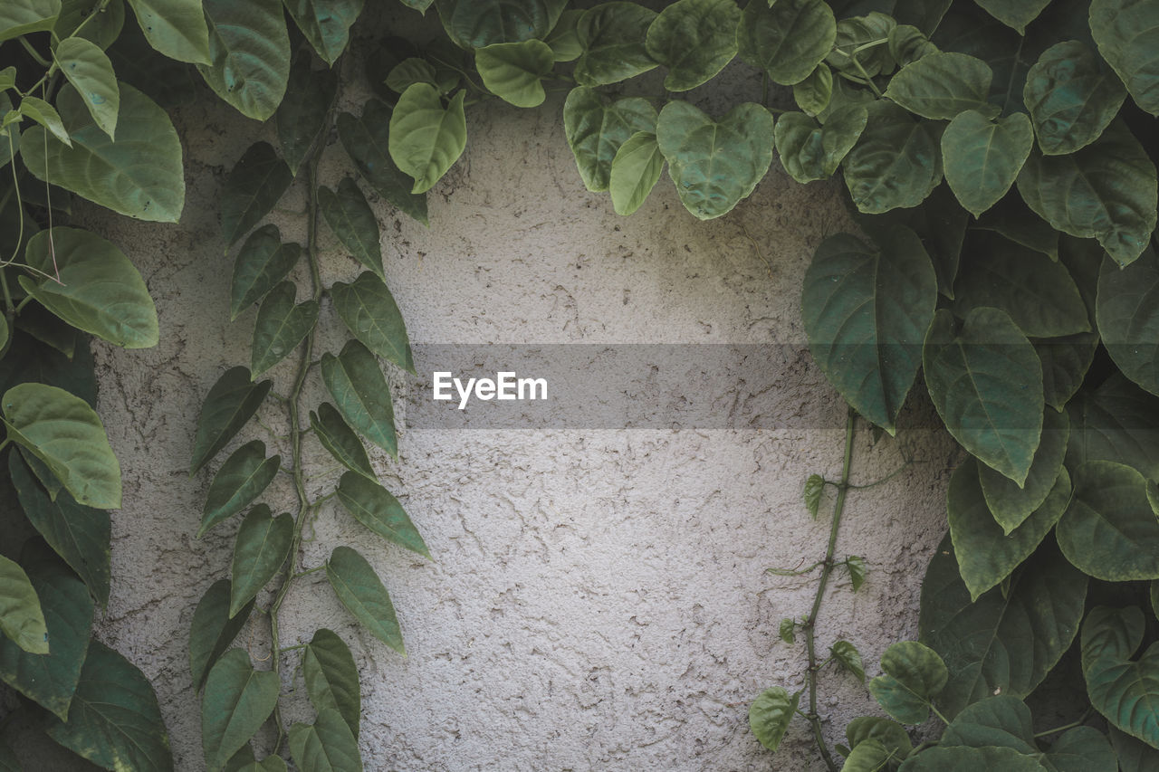 The wall of the mortar with leaves around it is beautifully framed.