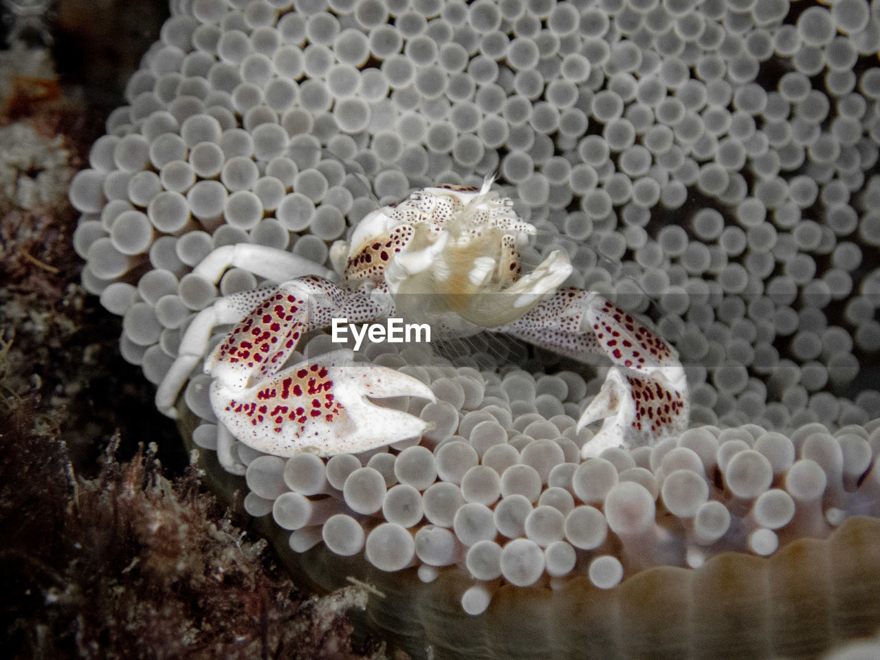 Porcelain crab