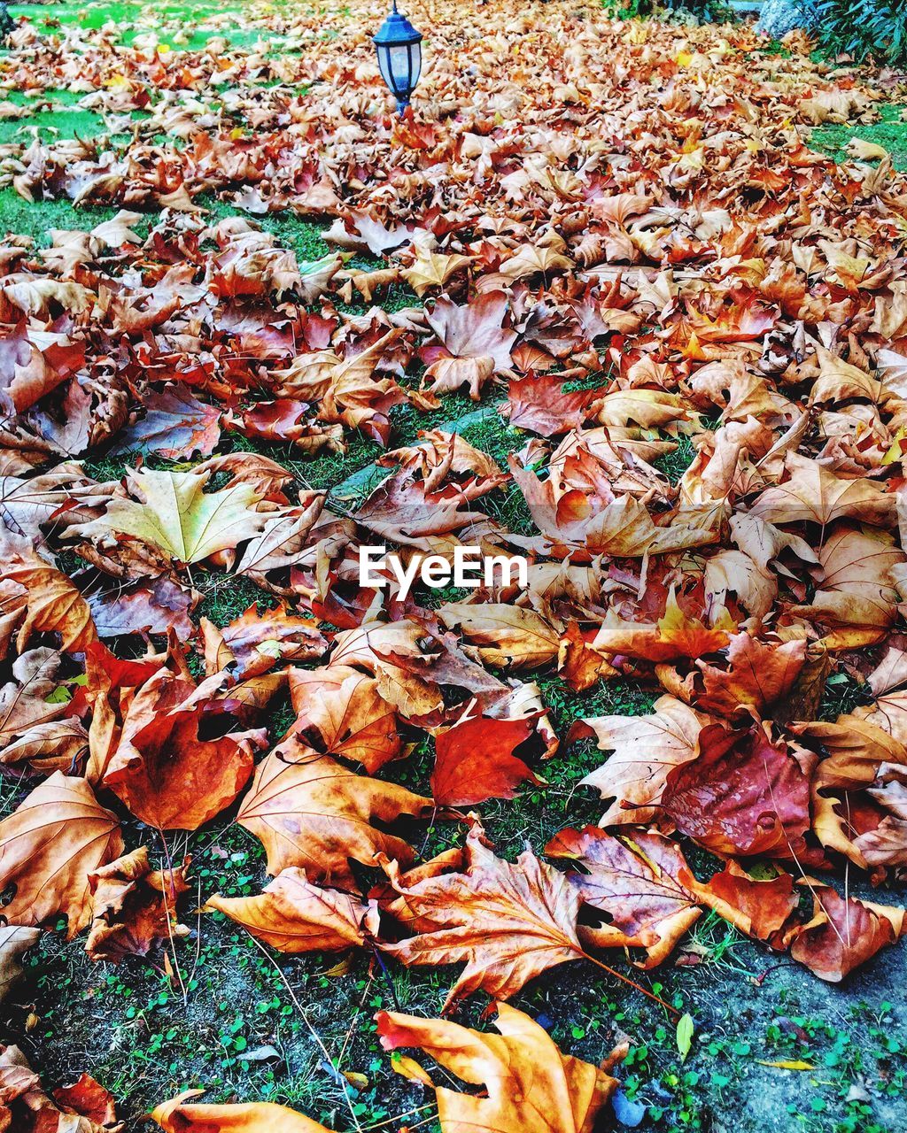 High angle view of dry leaves fallen on field