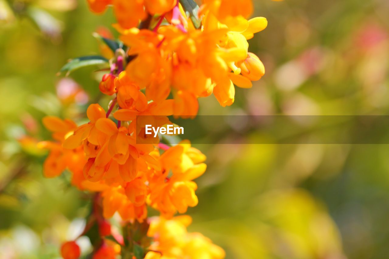 CLOSE-UP OF ORANGE FLOWER