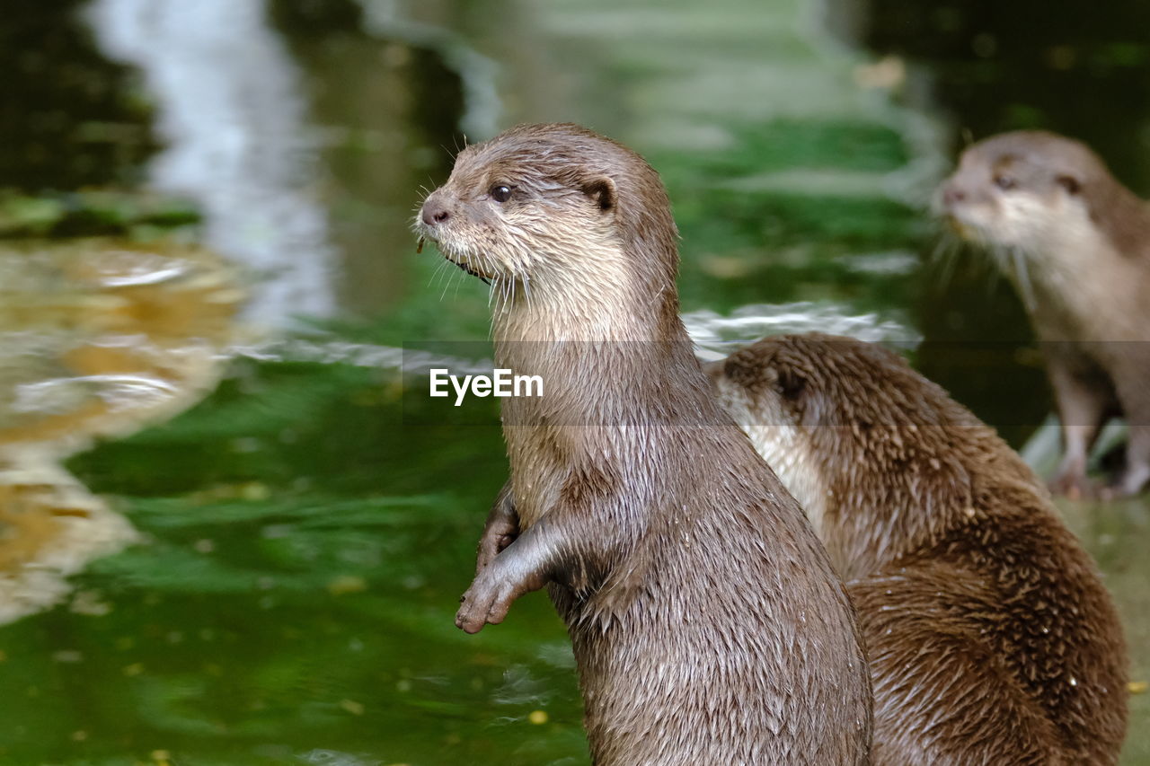 Close-up of short-clawed otter