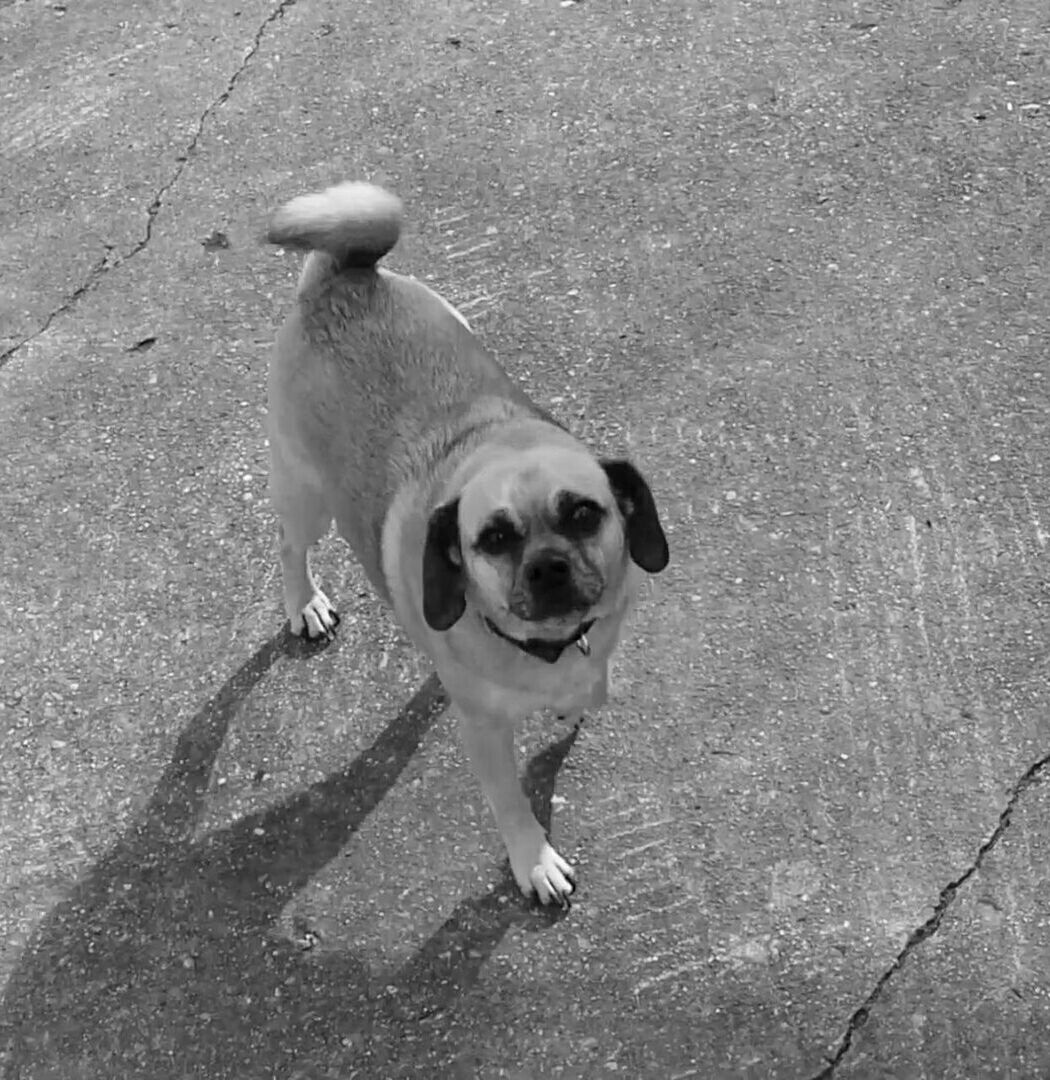 PORTRAIT OF DOG ON GROUND