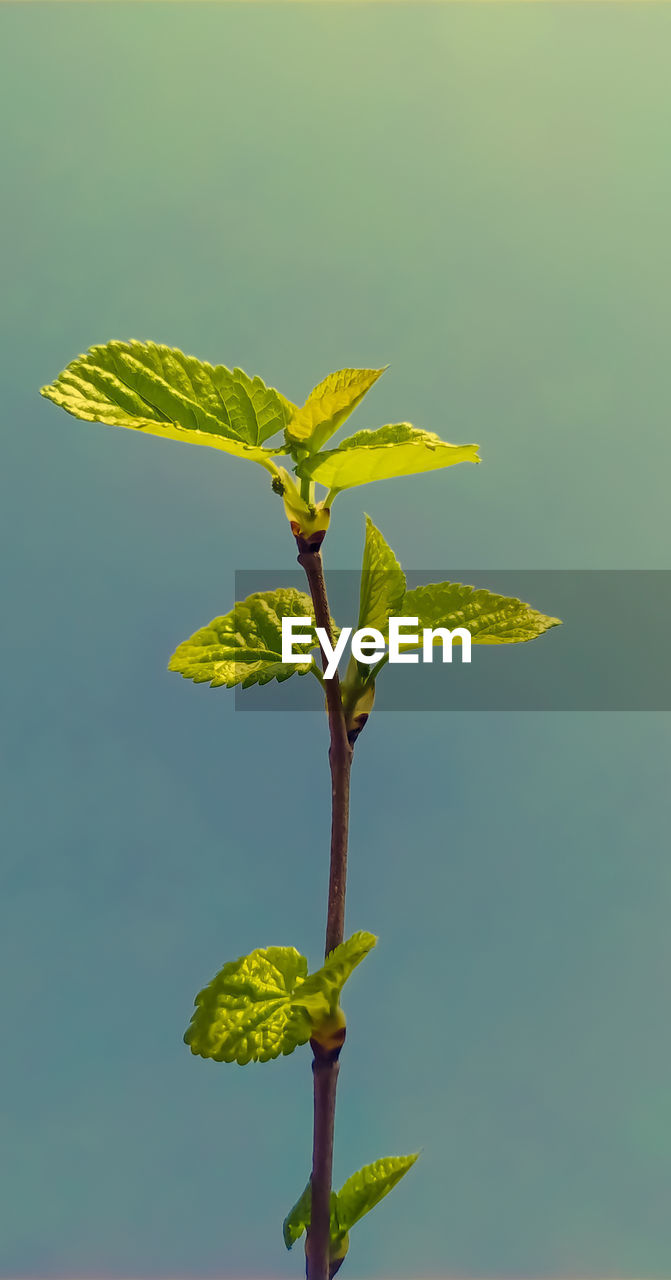 Close-up of plant against sky