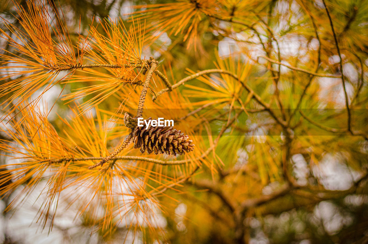 Pine tree needles showcase their fall colors.