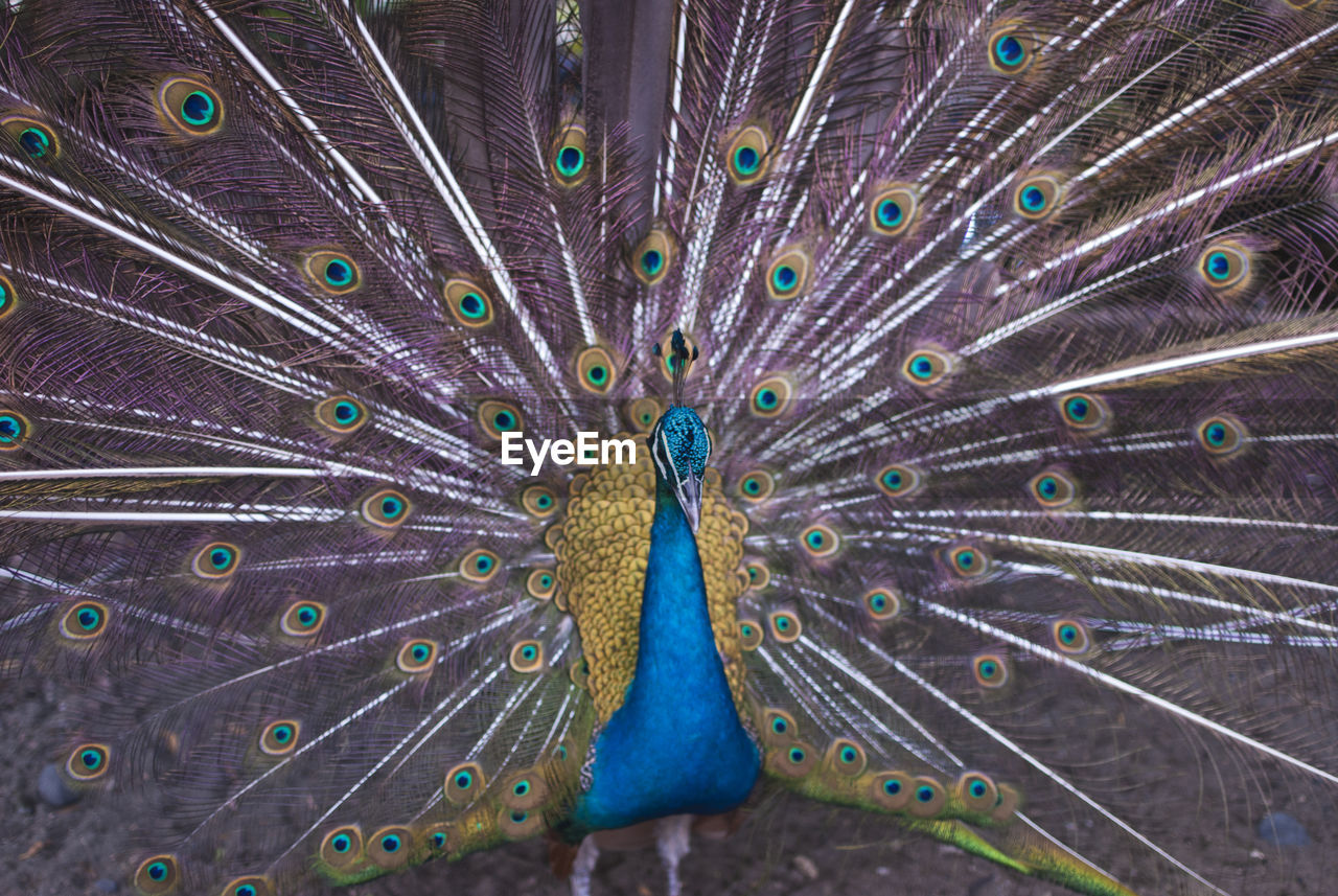 CLOSE-UP OF PEACOCK FEATHER ON LEAF