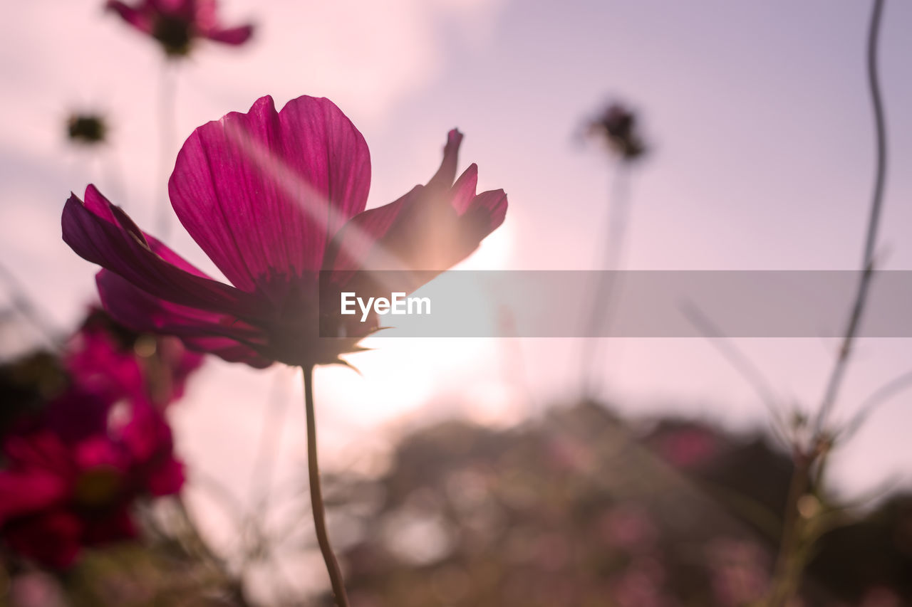 flower, flowering plant, plant, beauty in nature, freshness, nature, pink, blossom, petal, fragility, close-up, sky, macro photography, growth, flower head, inflorescence, springtime, focus on foreground, sunset, no people, purple, outdoors, magenta, cosmos, garden cosmos, sunlight, selective focus, back lit, landscape, vibrant color, tranquility, environment, sun, botany, multi colored, summer, leaf, plant stem