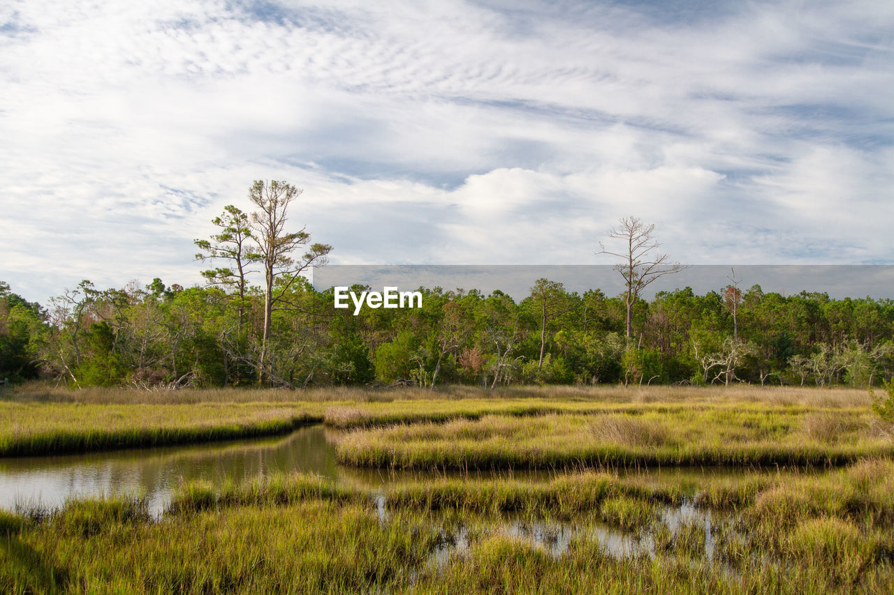 Scenic view of mash and wetlands. croatan national forest, outer banks, north carolina 
