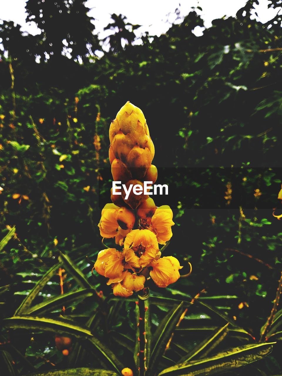 CLOSE-UP OF YELLOW FLOWERING PLANTS ON FIELD