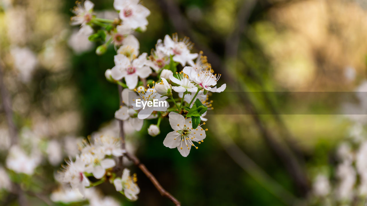 CLOSE-UP OF WHITE FLOWERING TREE