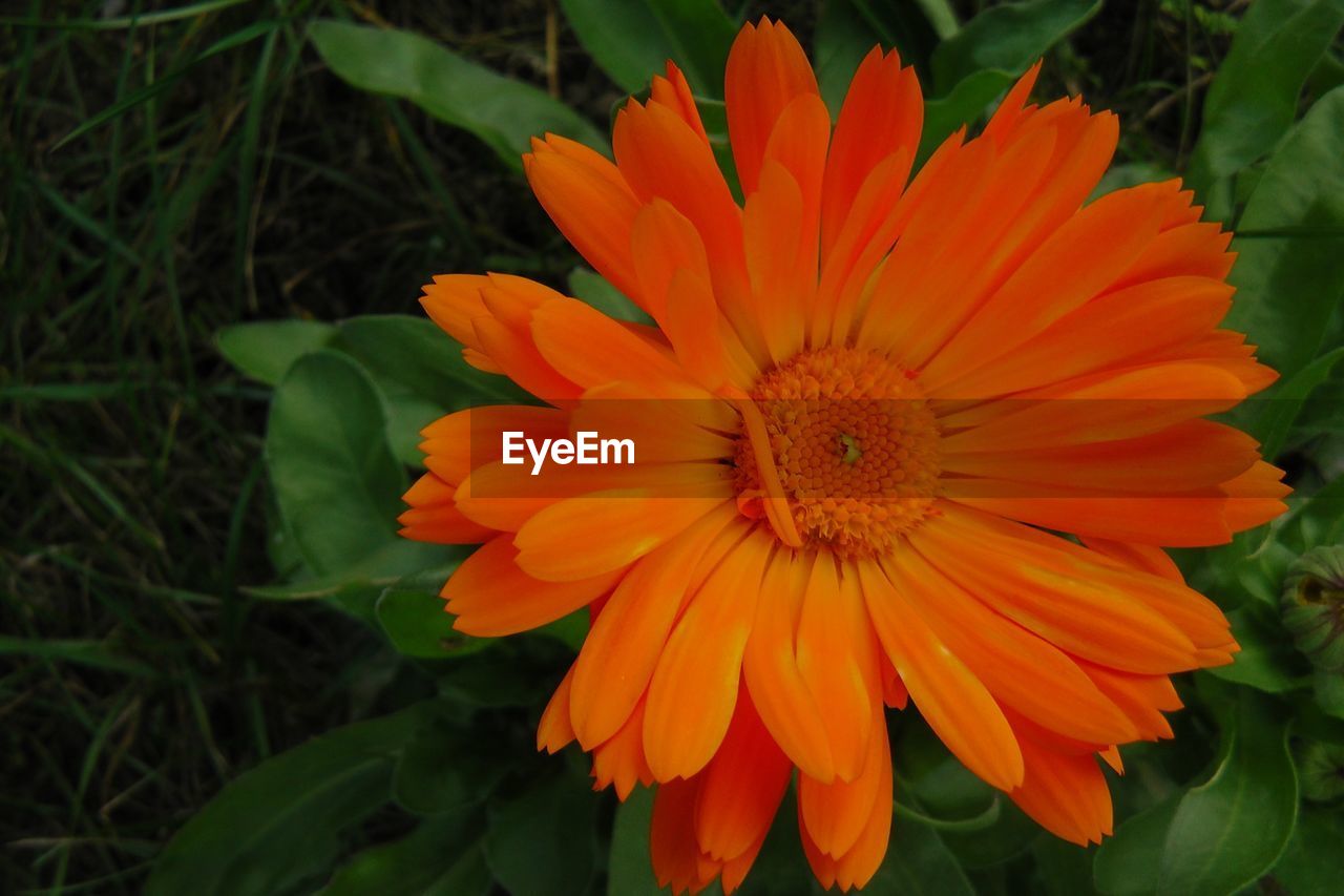 CLOSE-UP OF ORANGE FLOWER