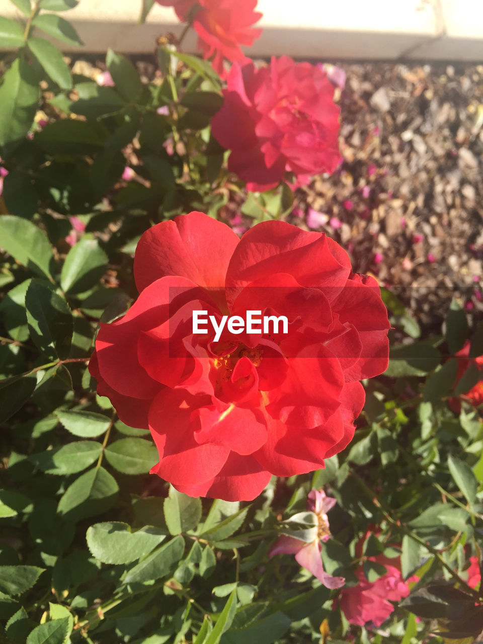 CLOSE-UP OF RED FLOWERS