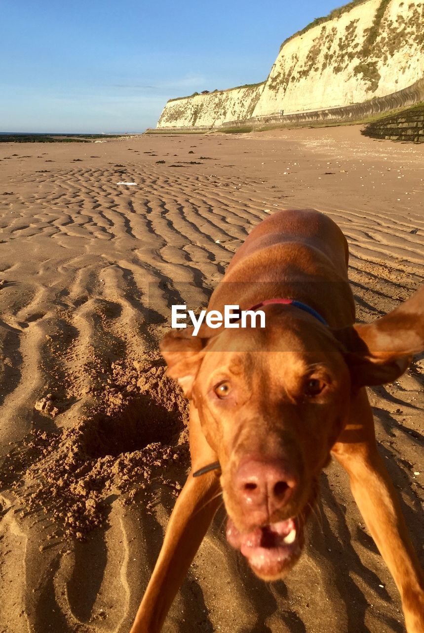 PORTRAIT OF DOG AT BEACH AGAINST SKY