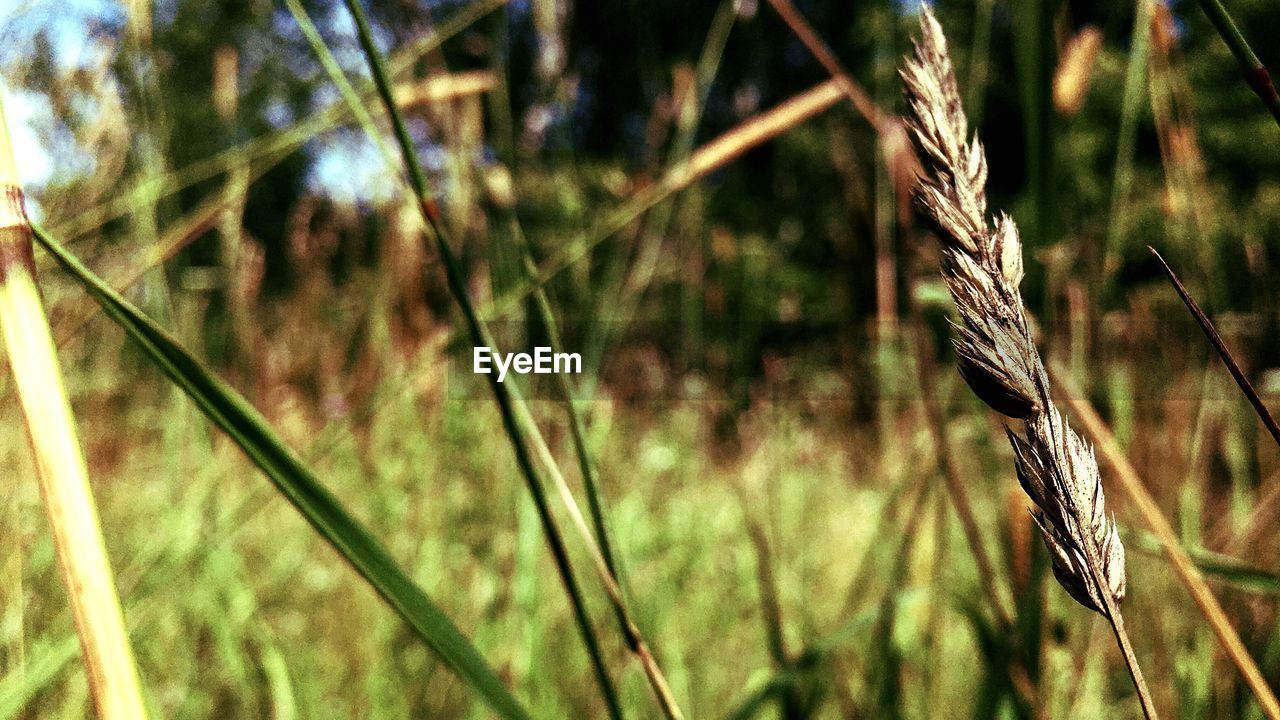 Close-up of plant against blurred background