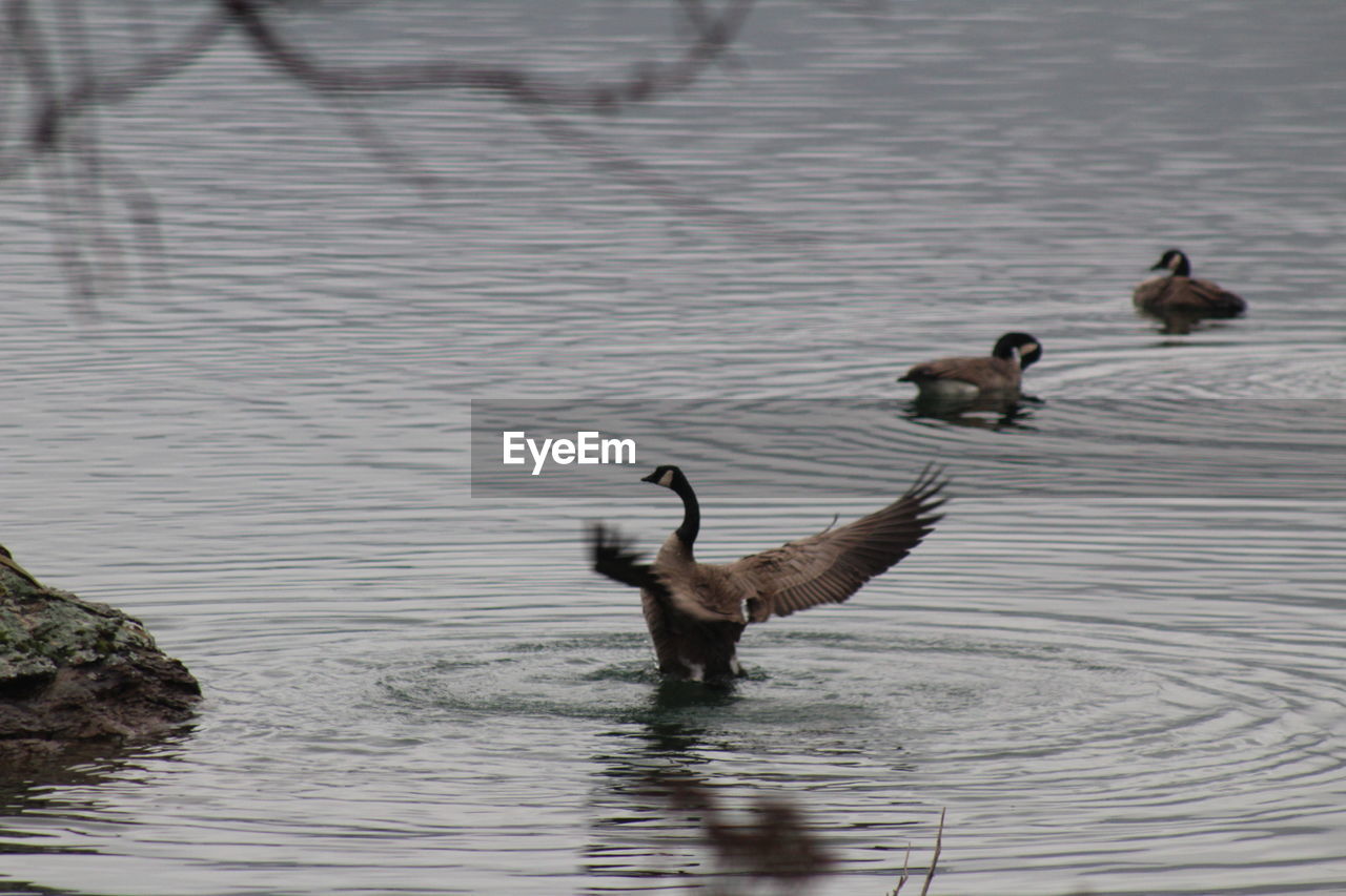 MALLARD DUCKS SWIMMING ON LAKE