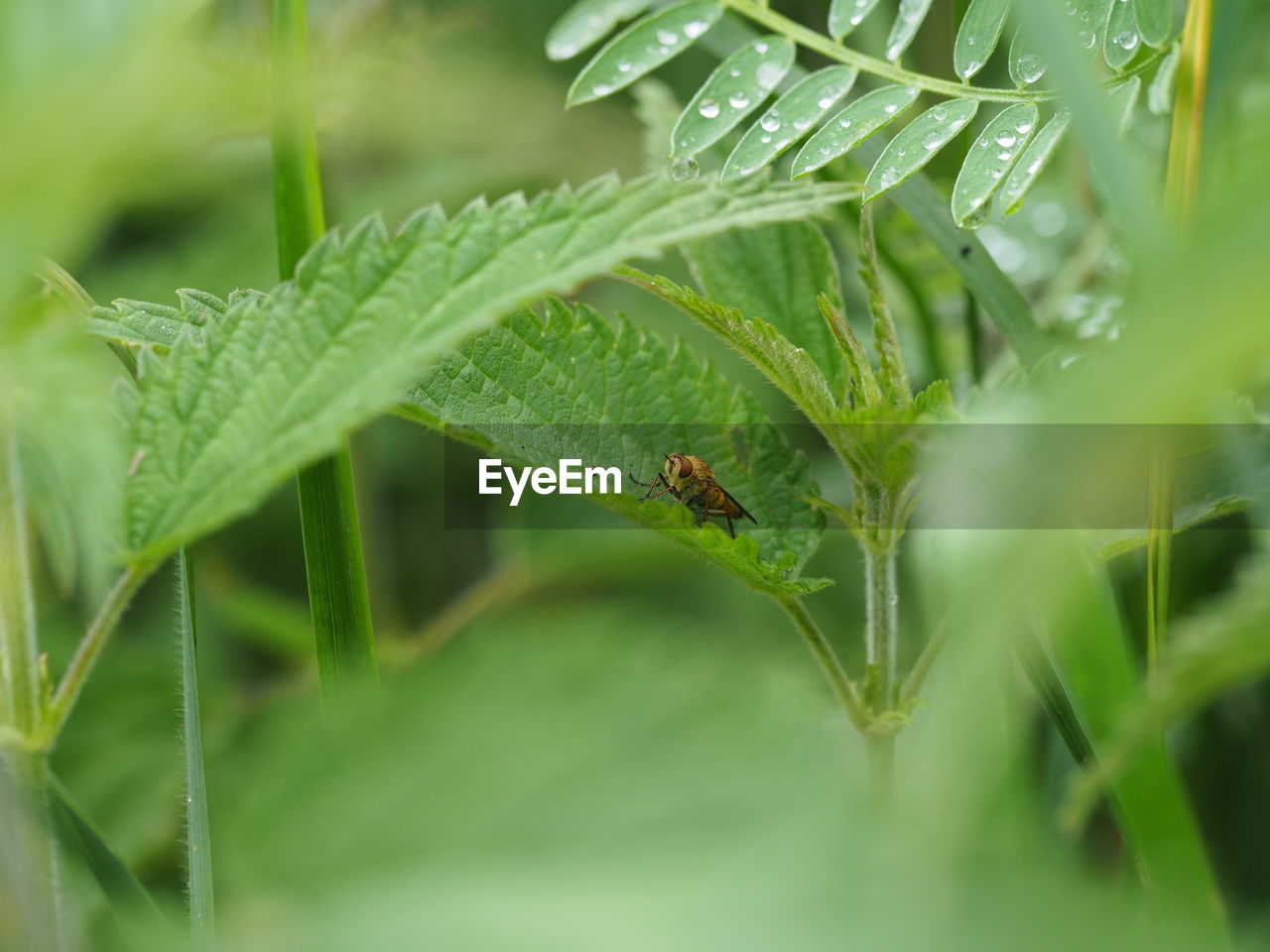 Close-up of insect fly on plant