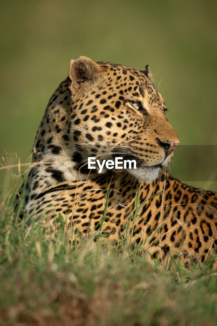 Close-up of leopard looking away