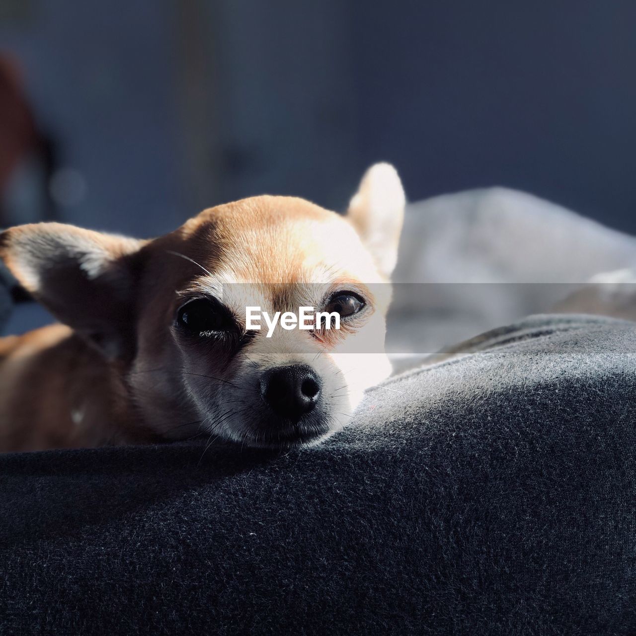 Close-up portrait of a dog resting