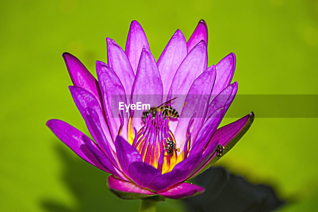 Close-up of bee pollinating on purple lotus