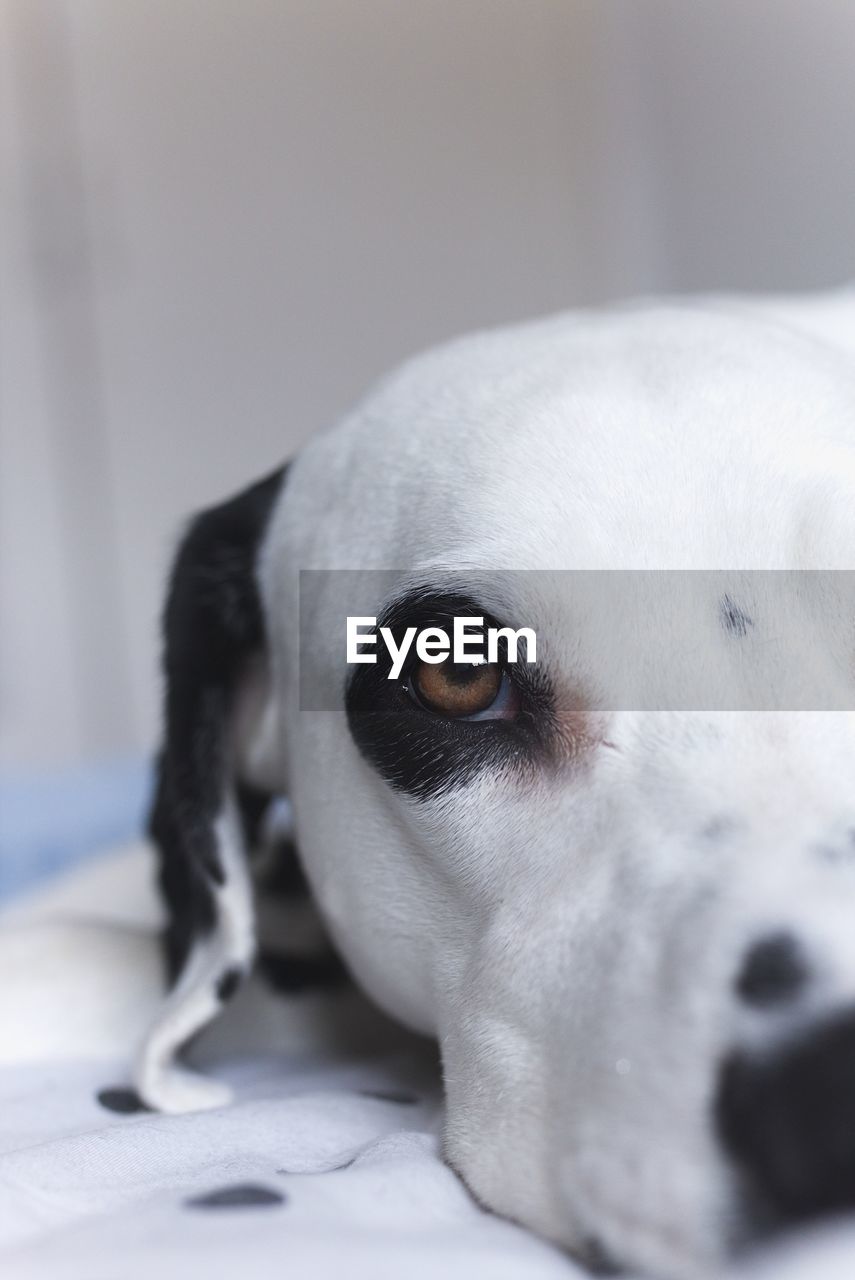 Close-up portrait of dog on bed at home