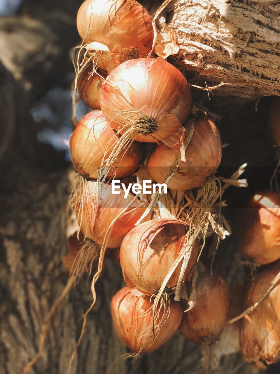 Close-up of onions