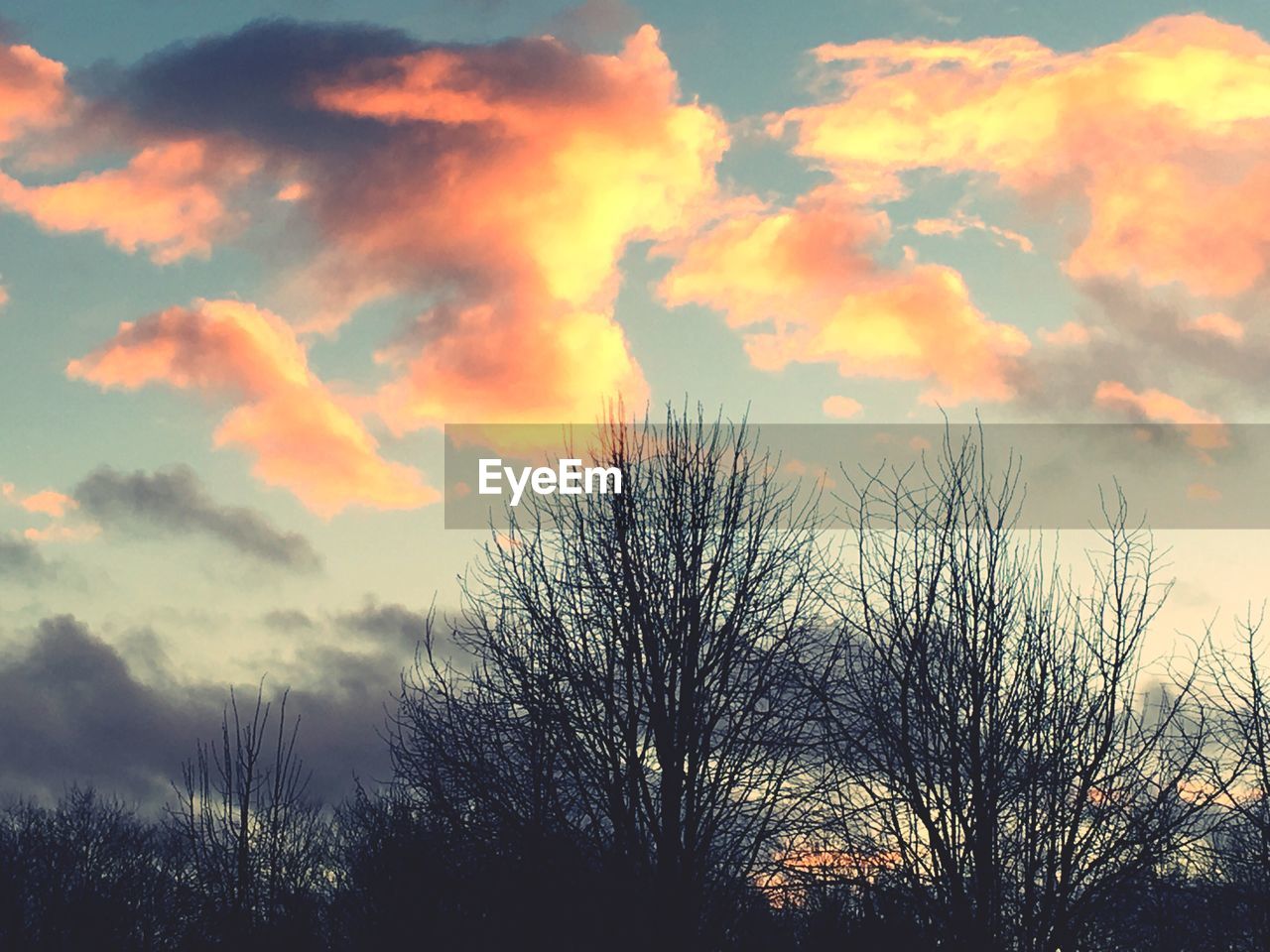 SILHOUETTE TREES AGAINST SKY