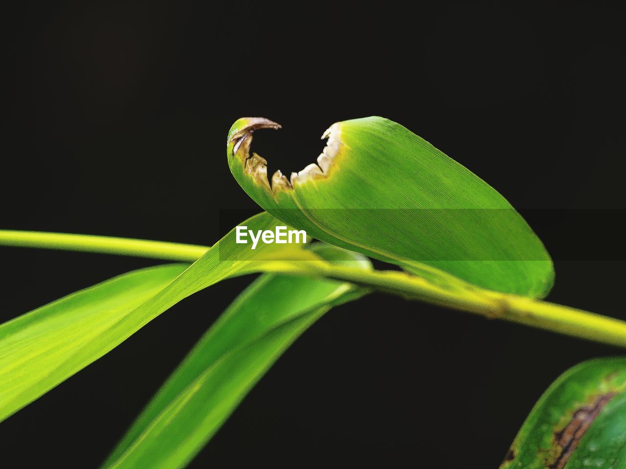 Close-up of fresh green leaves on stem against black background