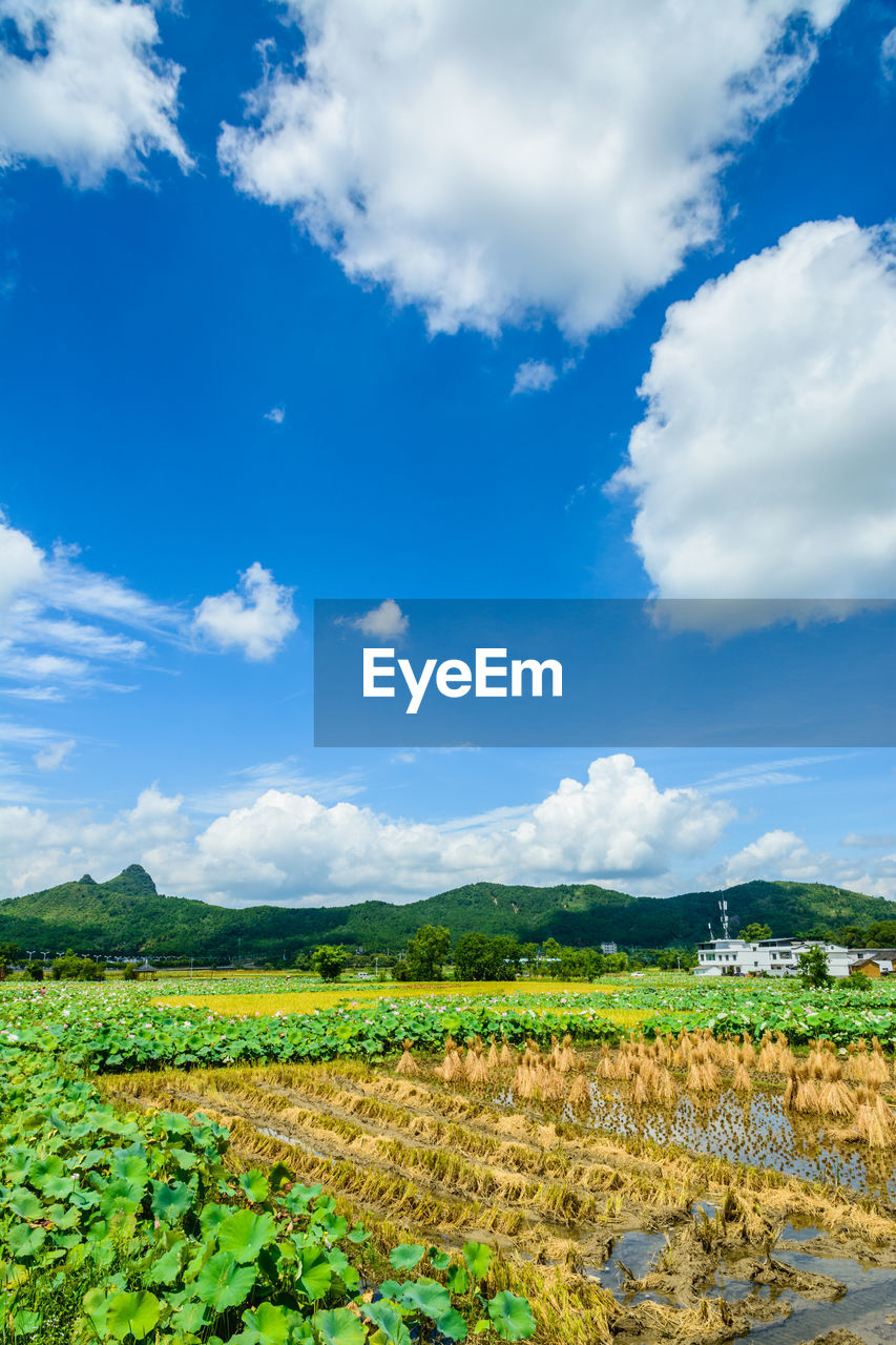 landscape, sky, environment, field, cloud, horizon, agriculture, nature, land, plant, rural scene, scenics - nature, rural area, plain, crop, grassland, beauty in nature, food and drink, farm, blue, grass, food, hill, no people, growth, vegetable, flower, green, tranquility, sunlight, day, meadow, outdoors, freshness, tranquil scene, healthy eating, tree, travel, prairie, natural environment, plateau, non-urban scene, soil, social issues