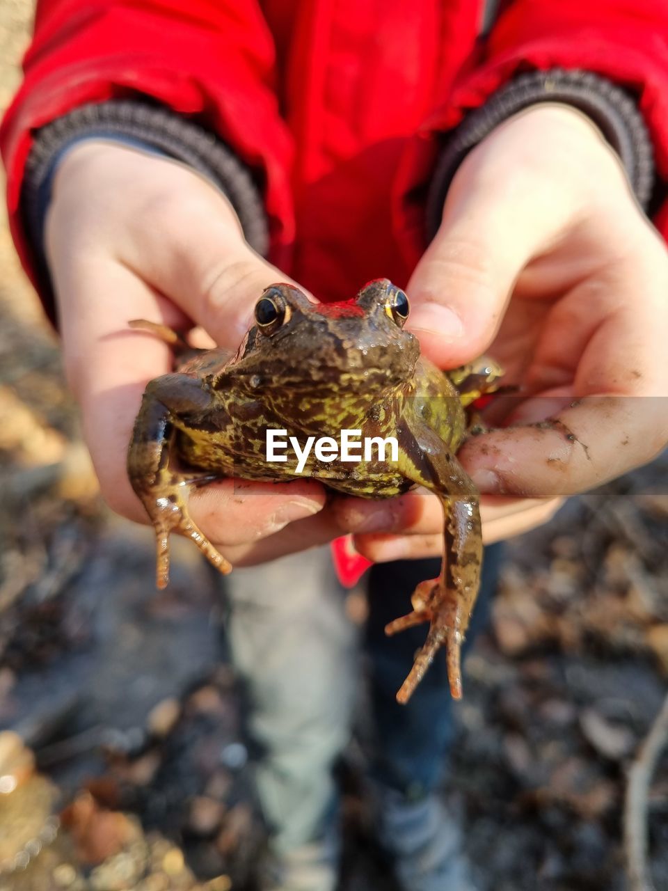 Child holds frog