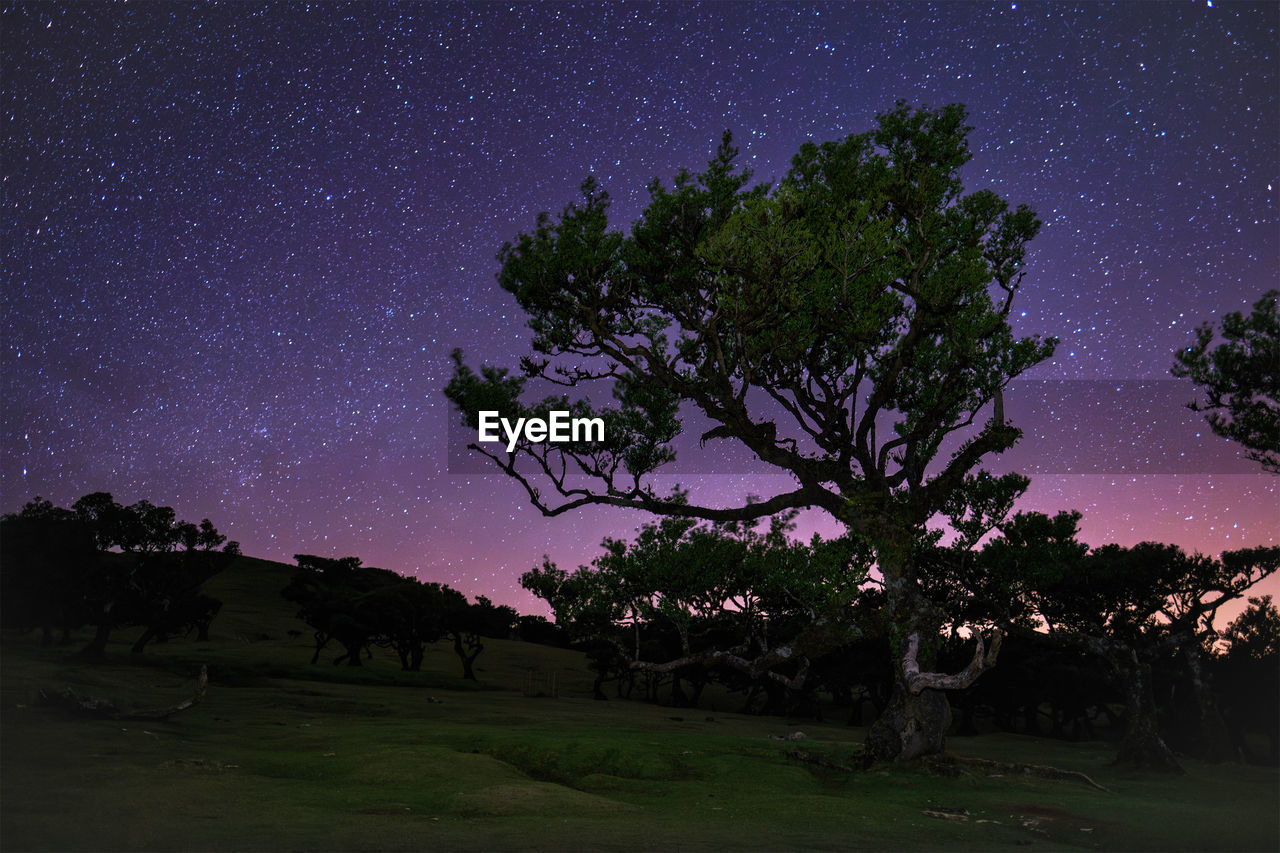 Fanal forest trees on madeira island in night with starry sky, portugal