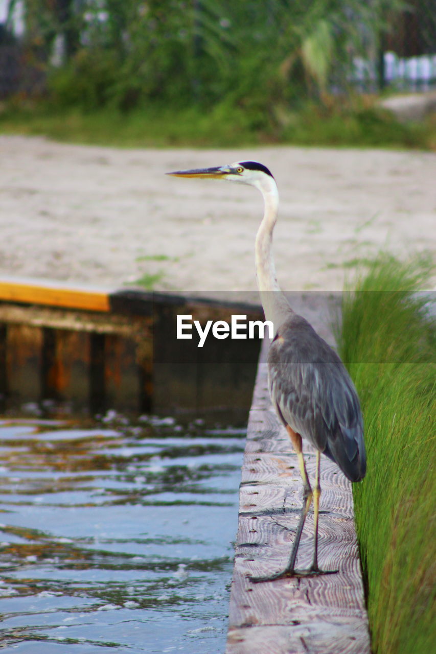 GRAY HERON PERCHING ON A RIVER