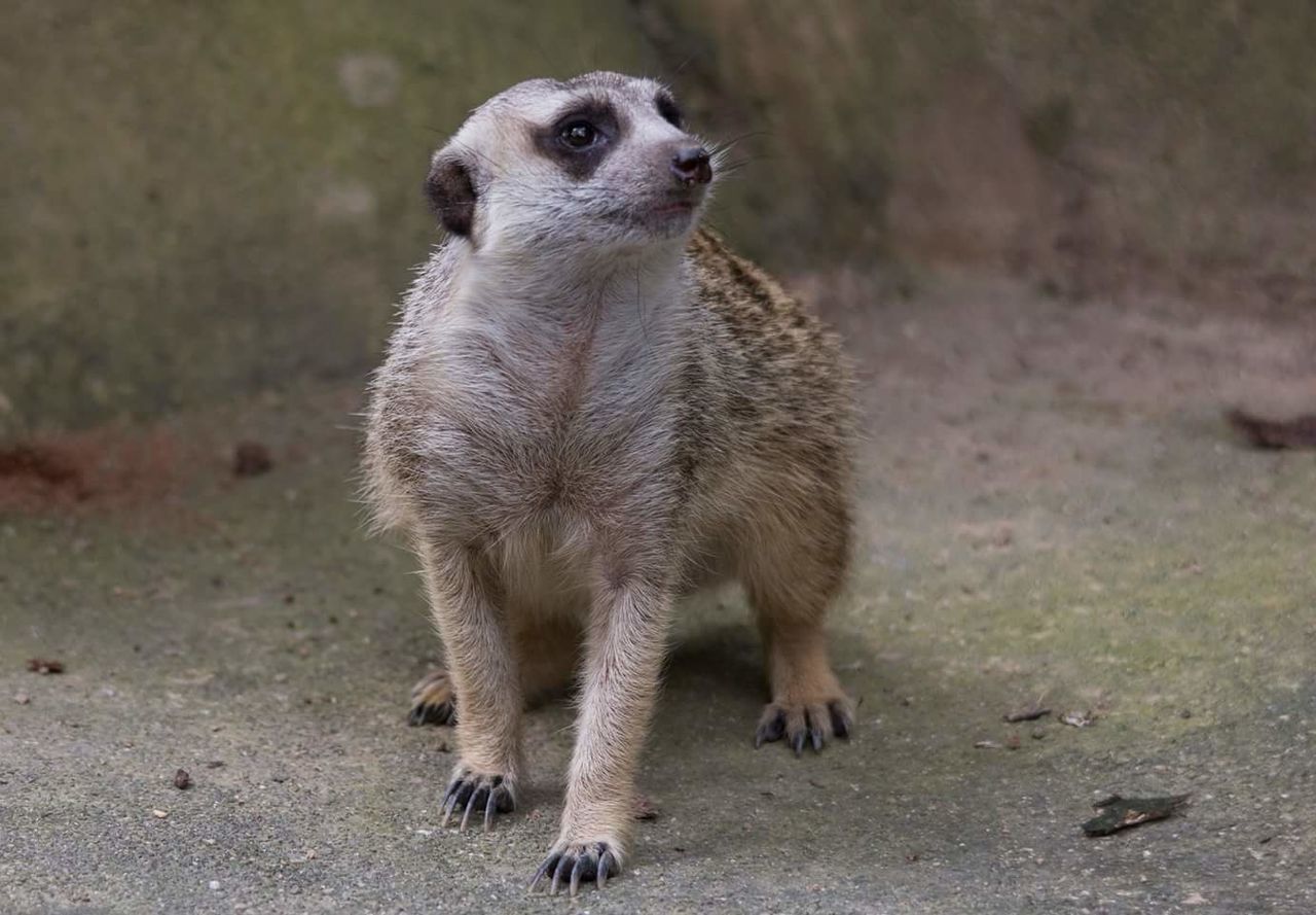 Meerkat at zoo