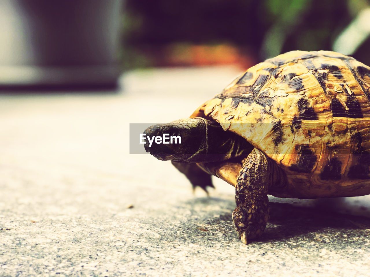 CLOSE-UP OF A TURTLE IN THE GROUND