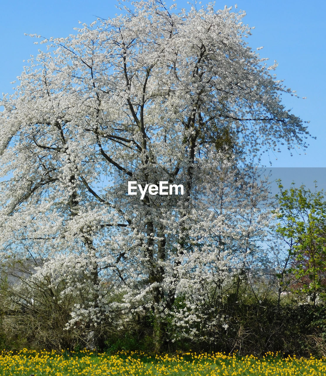 VIEW OF CHERRY BLOSSOM TREES ON LANDSCAPE