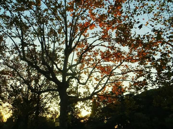 LOW ANGLE VIEW OF TREES AGAINST SKY