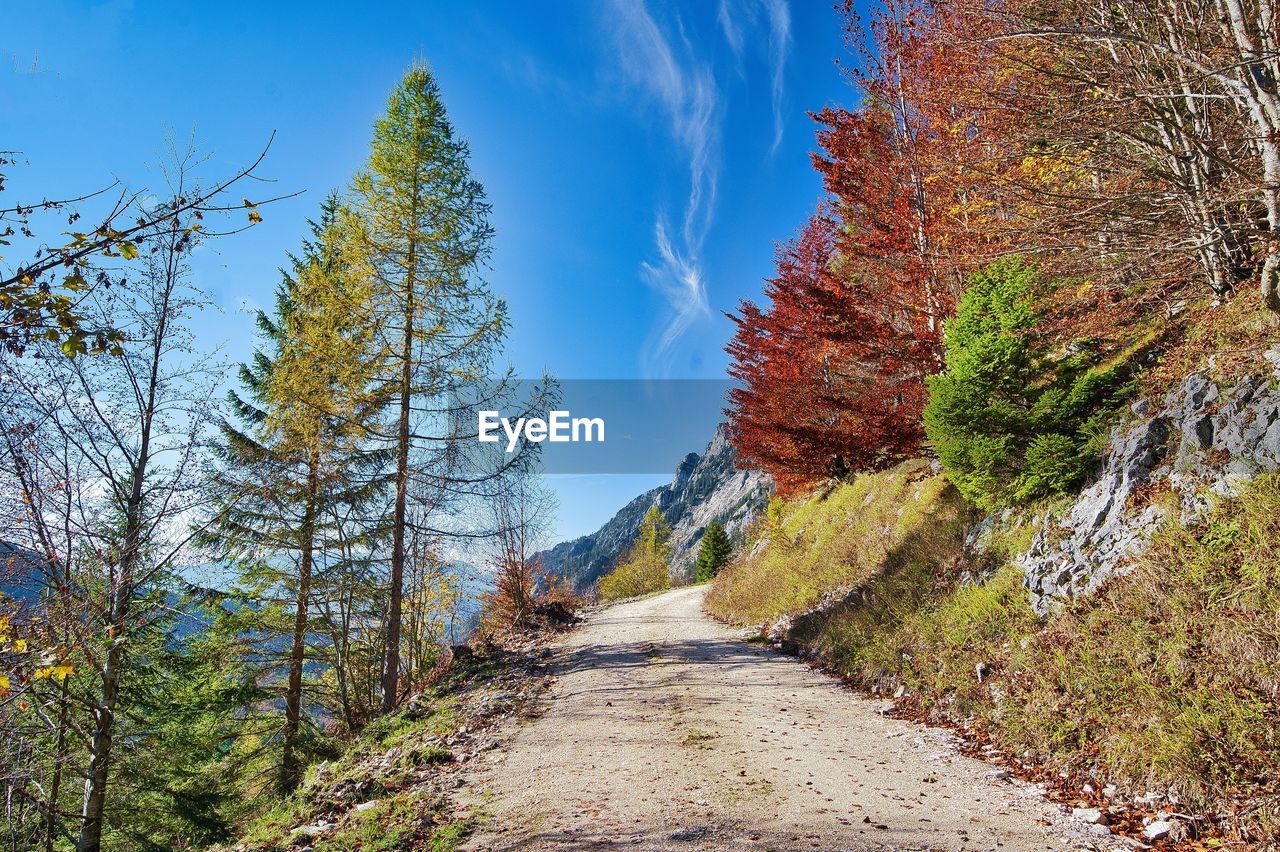 VIEW OF DIRT ROAD BY TREES