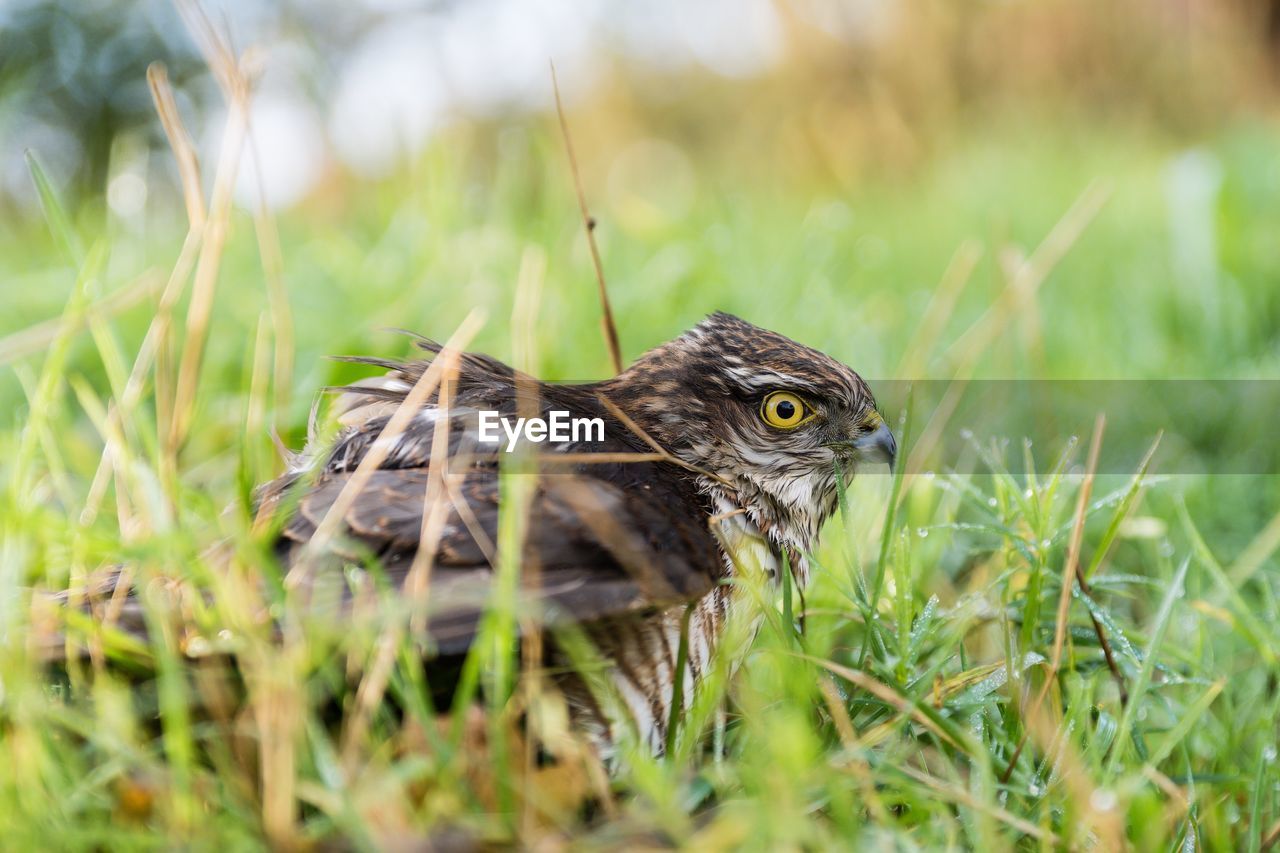 Close-up of hawk on grass at field