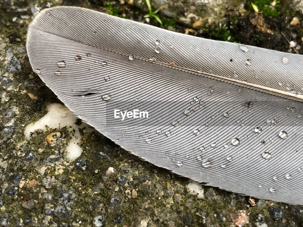 HIGH ANGLE VIEW OF FEATHER ON METAL