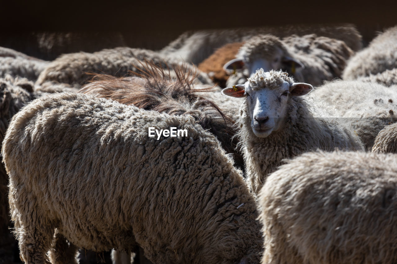 The sheep peacefully graze in the pen. a lot of beautiful lambs. the rays of the sun illuminate.