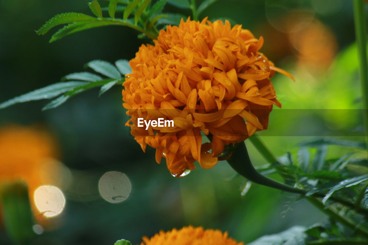 CLOSE-UP OF YELLOW FLOWER