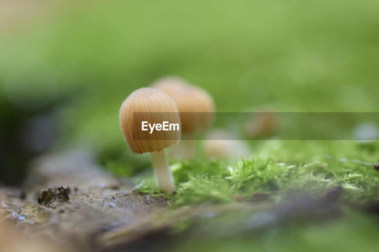 mushroom, fungus, vegetable, plant, food, selective focus, growth, close-up, macro photography, green, nature, moss, forest, surface level, grass, food and drink, land, no people, freshness, tree, edible mushroom, toadstool, beauty in nature, fragility, flower, day, outdoors, macro, leaf, autumn, field, woodland