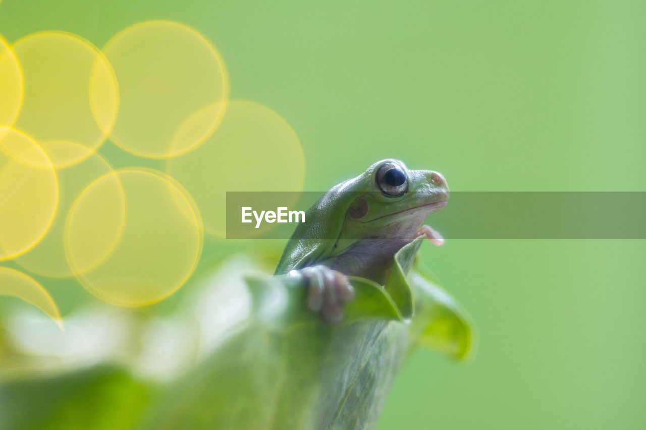 CLOSE-UP OF FROG IN GREEN LEAF