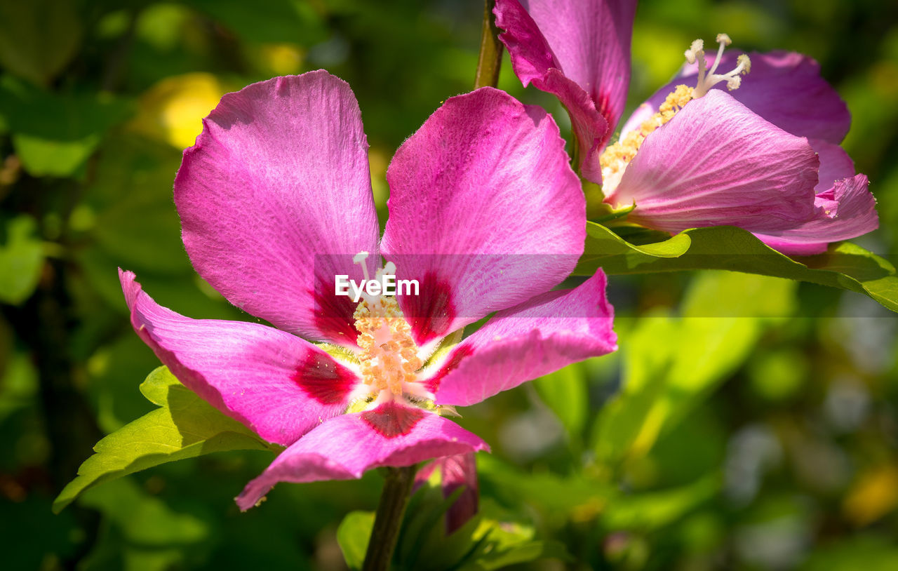 Close-up of pink flowering plant