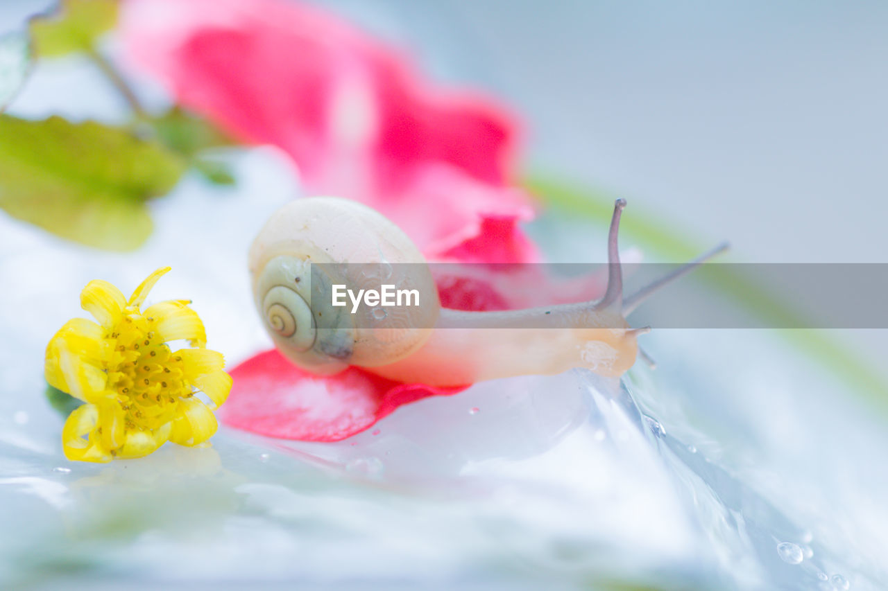 Close-up of snail and flowers on wet umbrella during monsoon