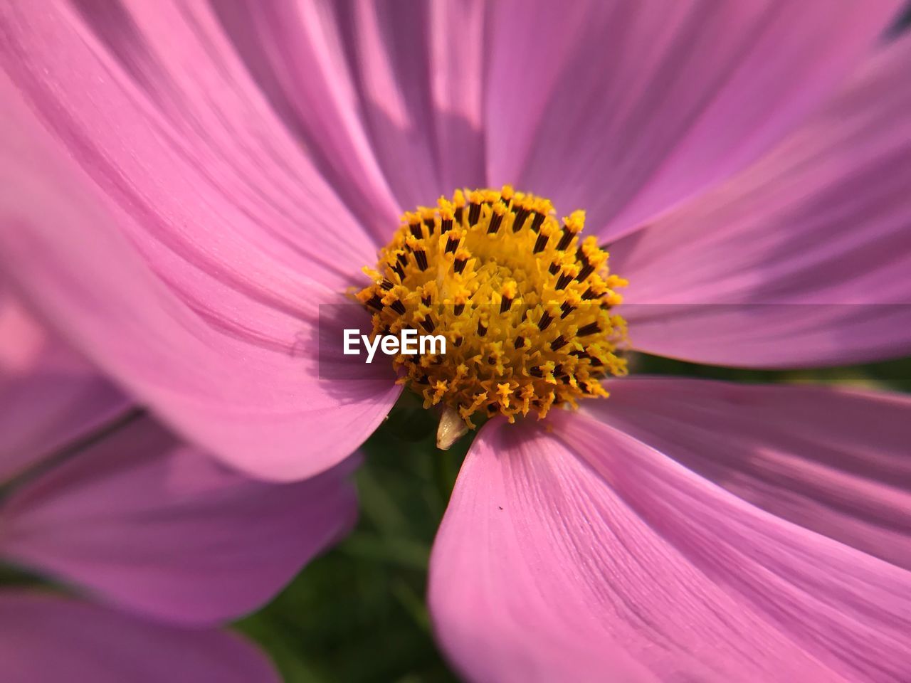 CLOSE-UP OF FLOWER BLOOMING OUTDOORS