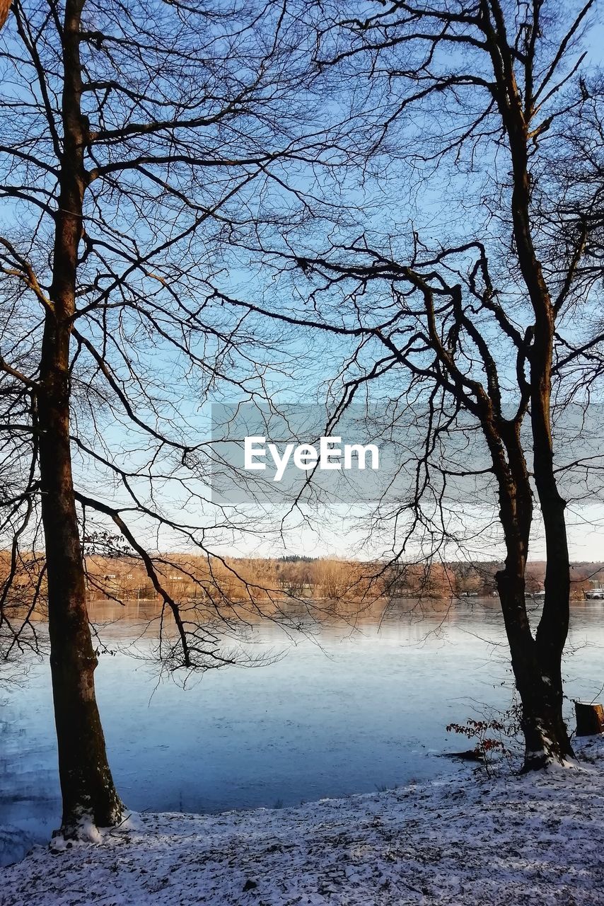 BARE TREES ON SNOW COVERED LAND DURING WINTER