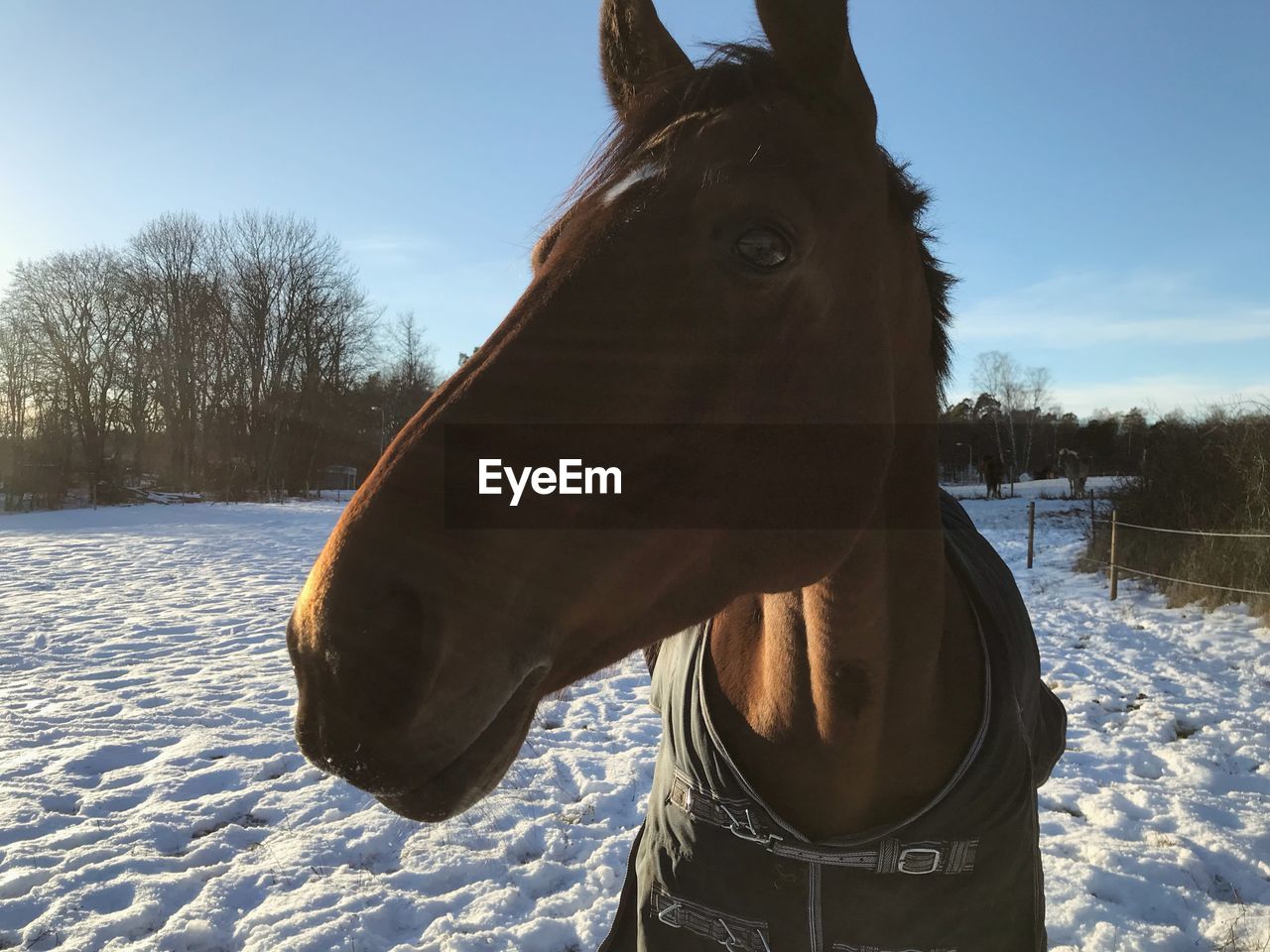 HORSE ON SNOW COVERED FIELD