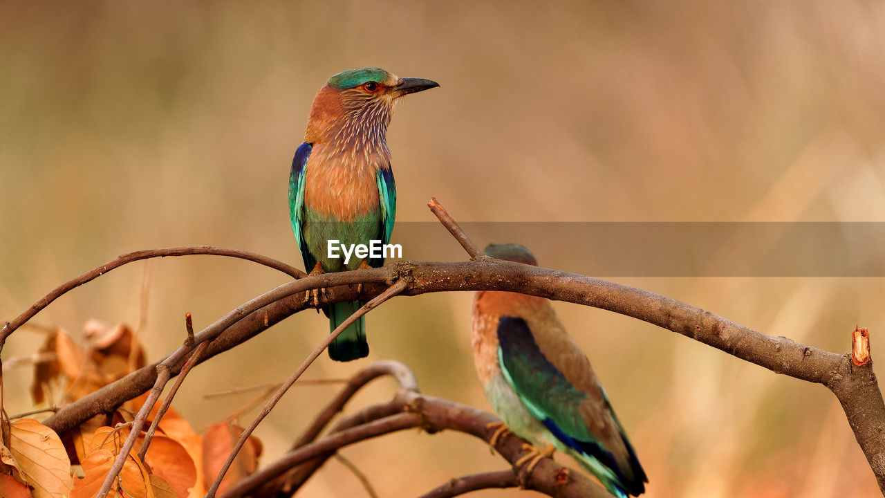 Low angle view of indian roller bird perching on branch