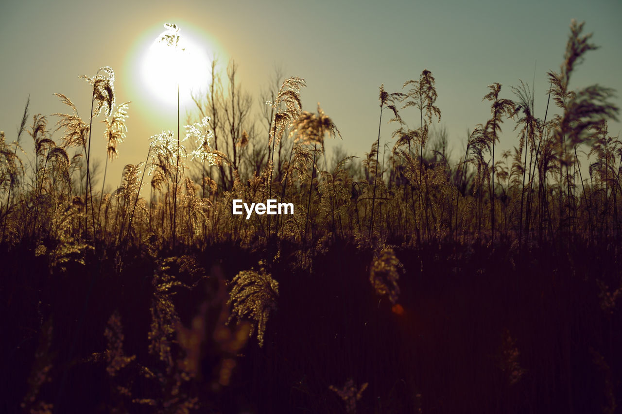 Close-up of stalks against sunset